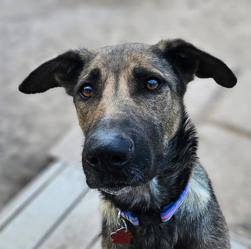 (CHEESE) LAKI - German Shepherd Dog available for adoption