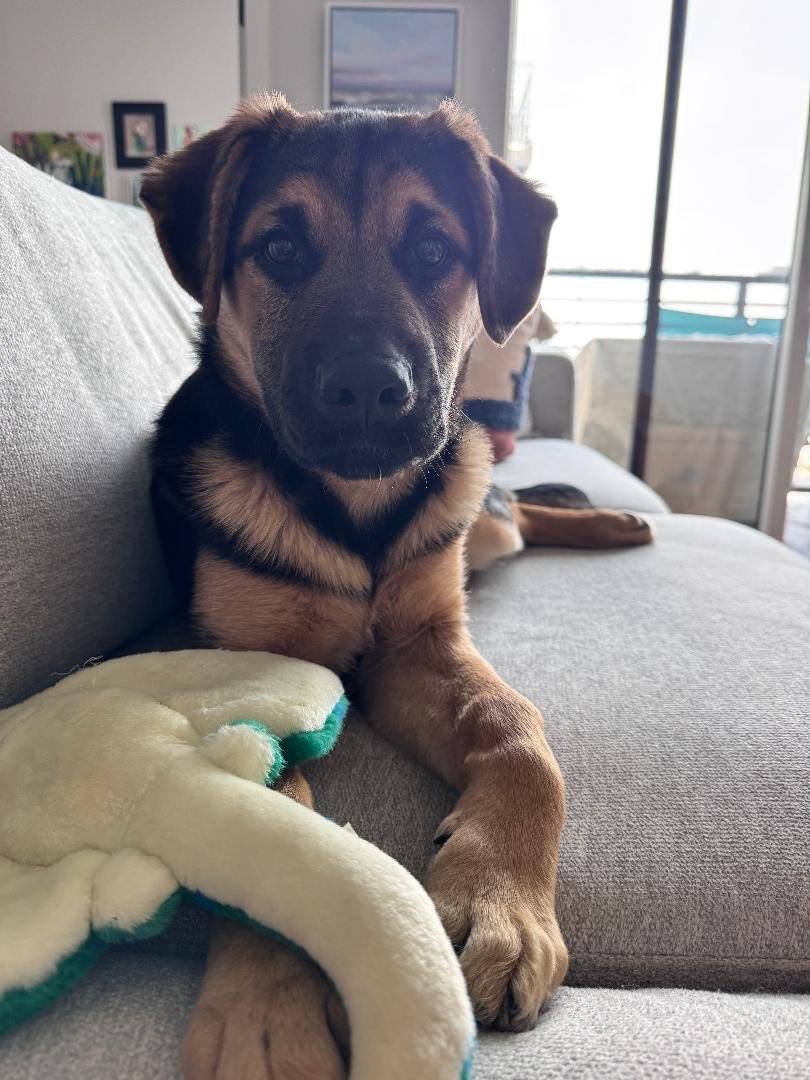 HERO CAPTAIN AMERICA