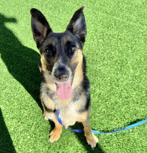 RIVER ASPEN - German Shepherd Dog available for adoption