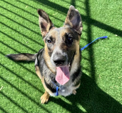 RIVER ASPEN - German Shepherd Dog for adoption in Denver