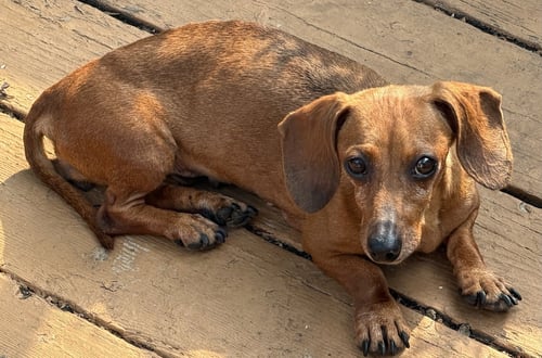 EILEEN - Dachshund for adoption in Sioux Falls