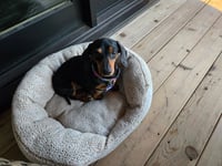 Frank - Photo 1
