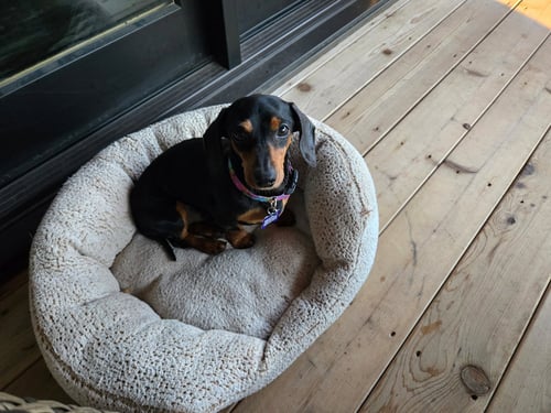 FRANK - Dachshund for adoption in Sioux Falls