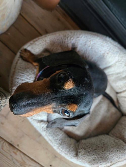 FRANK - Dachshund available for adoption