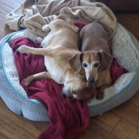 Sammy - Photo 4