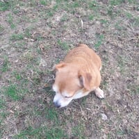 Sammy - Photo 3
