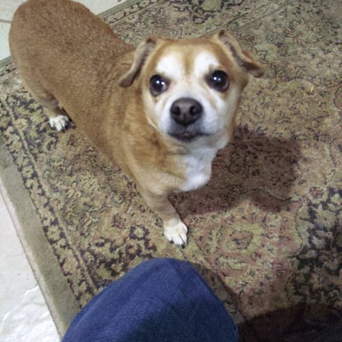 SAMMY - Chihuahua / Dachshund for adoption in Sioux Falls