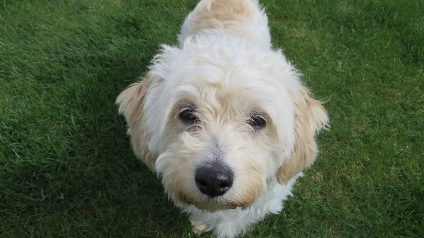 Molly Image