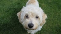 Molly - Photo 1