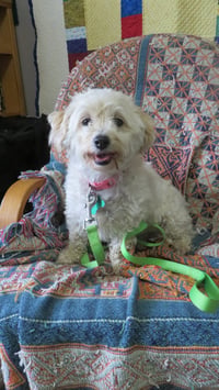 Molly - Photo 2
