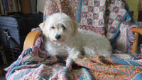 Molly - Photo 3