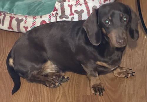 MARGARET - Dachshund for adoption in Sioux Falls