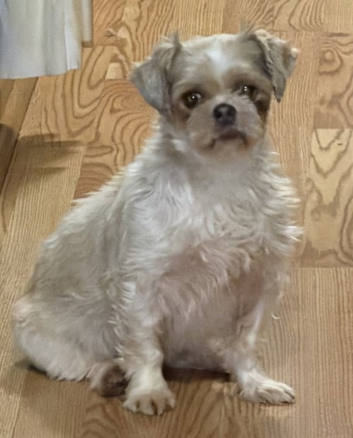 LORETTA - Shih Tzu available for adoption