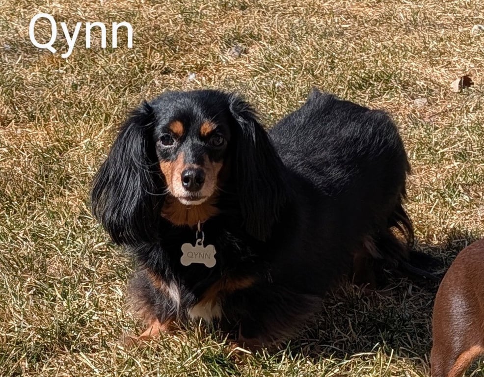 Qynn Image
