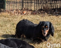 Qynn - Photo 3