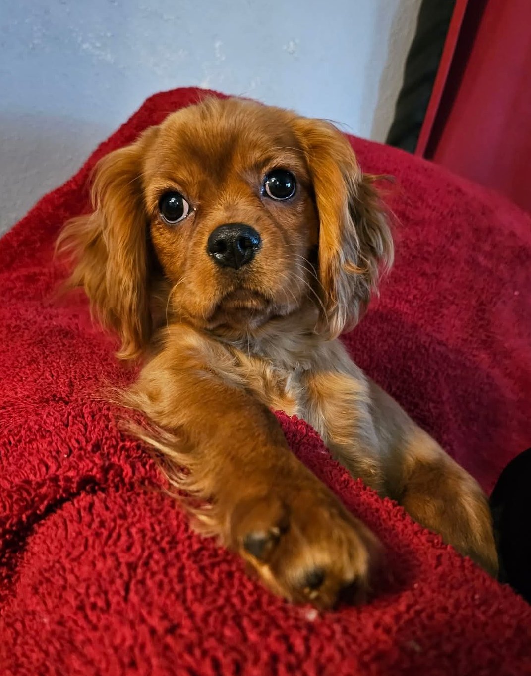 BARKLEY - Cavalier King Charles Spaniel available for adoption