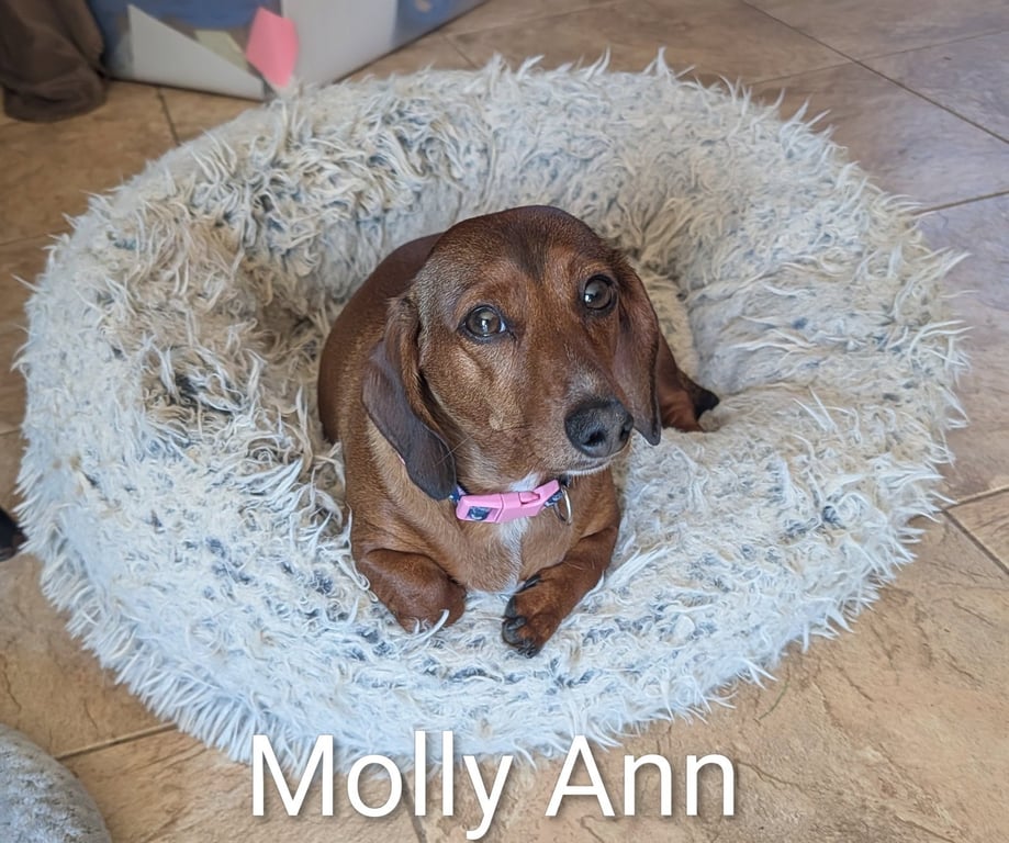 Molly Ann Image