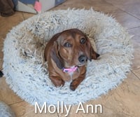 Molly Ann - Photo 1