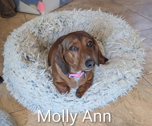 MOLLY ANN - Dachshund for adoption in Sioux Falls