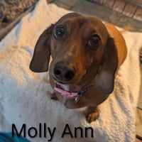 Molly Ann - Photo 2