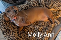 Molly Ann - Photo 3