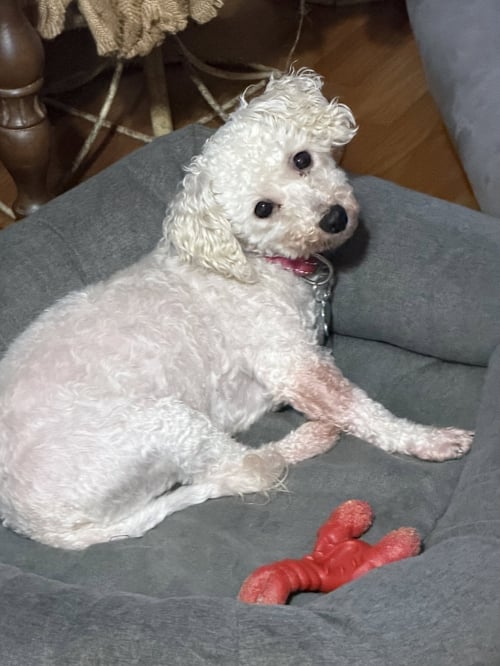 SNOW AND FROST. - Bichon Frise for adoption in Sioux Falls