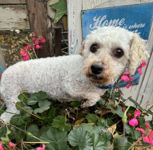 FROST AND SNOW - Bichon Frise available for adoption