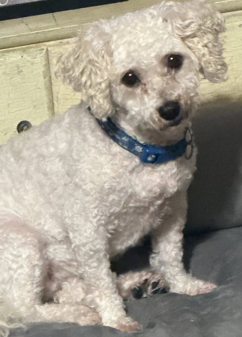 FROST AND SNOW - Bichon Frise for adoption in Sioux Falls
