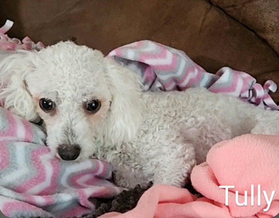 TULLY - Bichon Frise for adoption in Sioux Falls