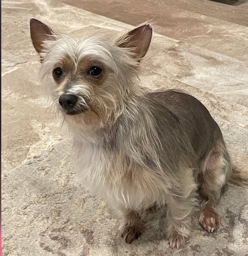 CHRISSY - Yorkshire Terrier Yorkie / Dachshund for adoption in Sioux Falls