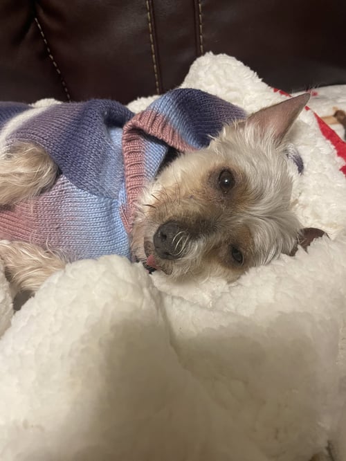 CHRISSY - Yorkshire Terrier Yorkie / Dachshund available for adoption