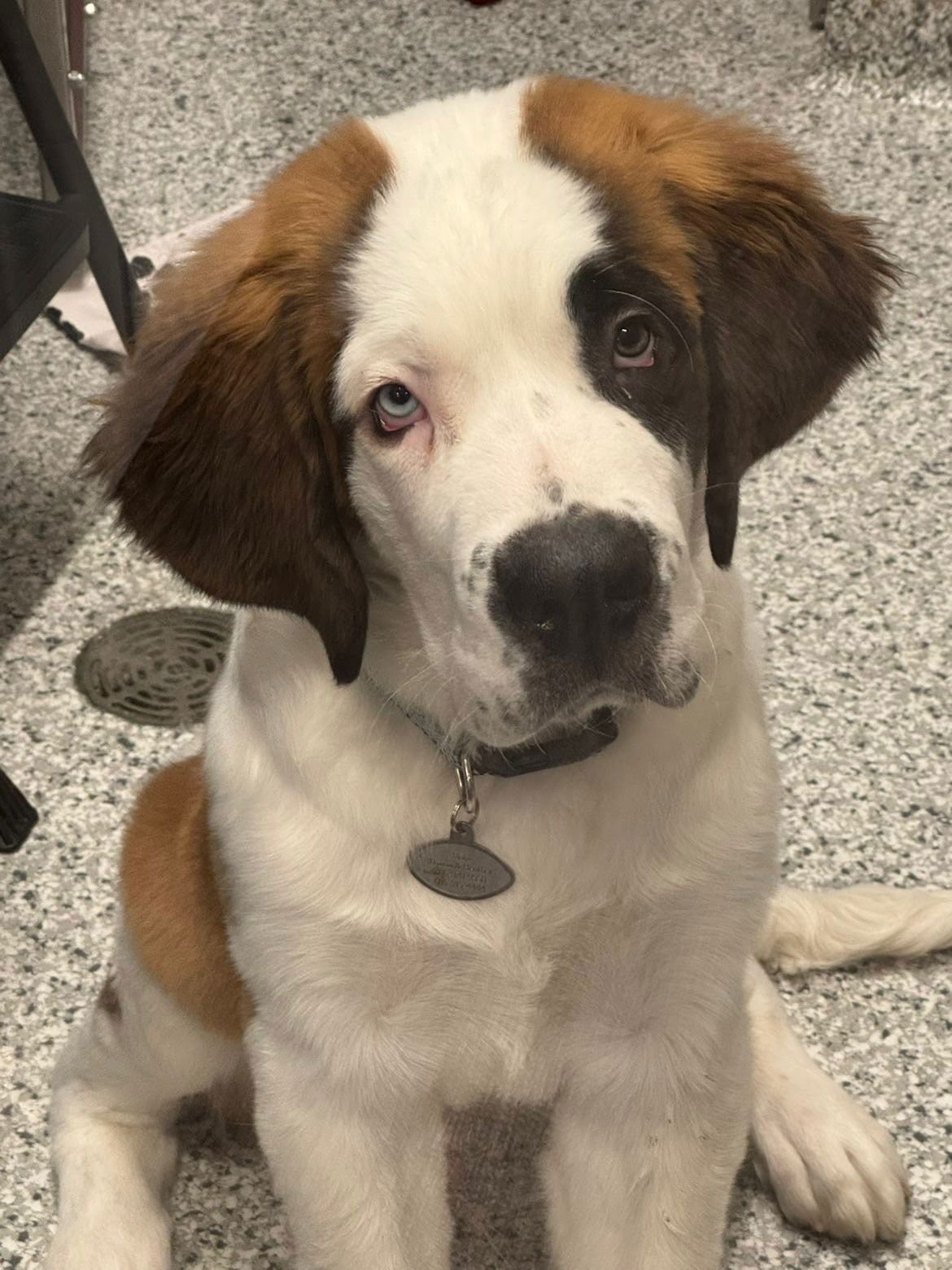 FLOKI - Saint Bernard available for adoption