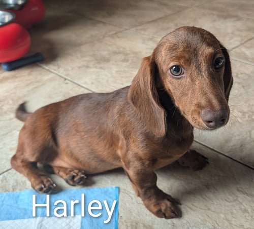 HARLEY