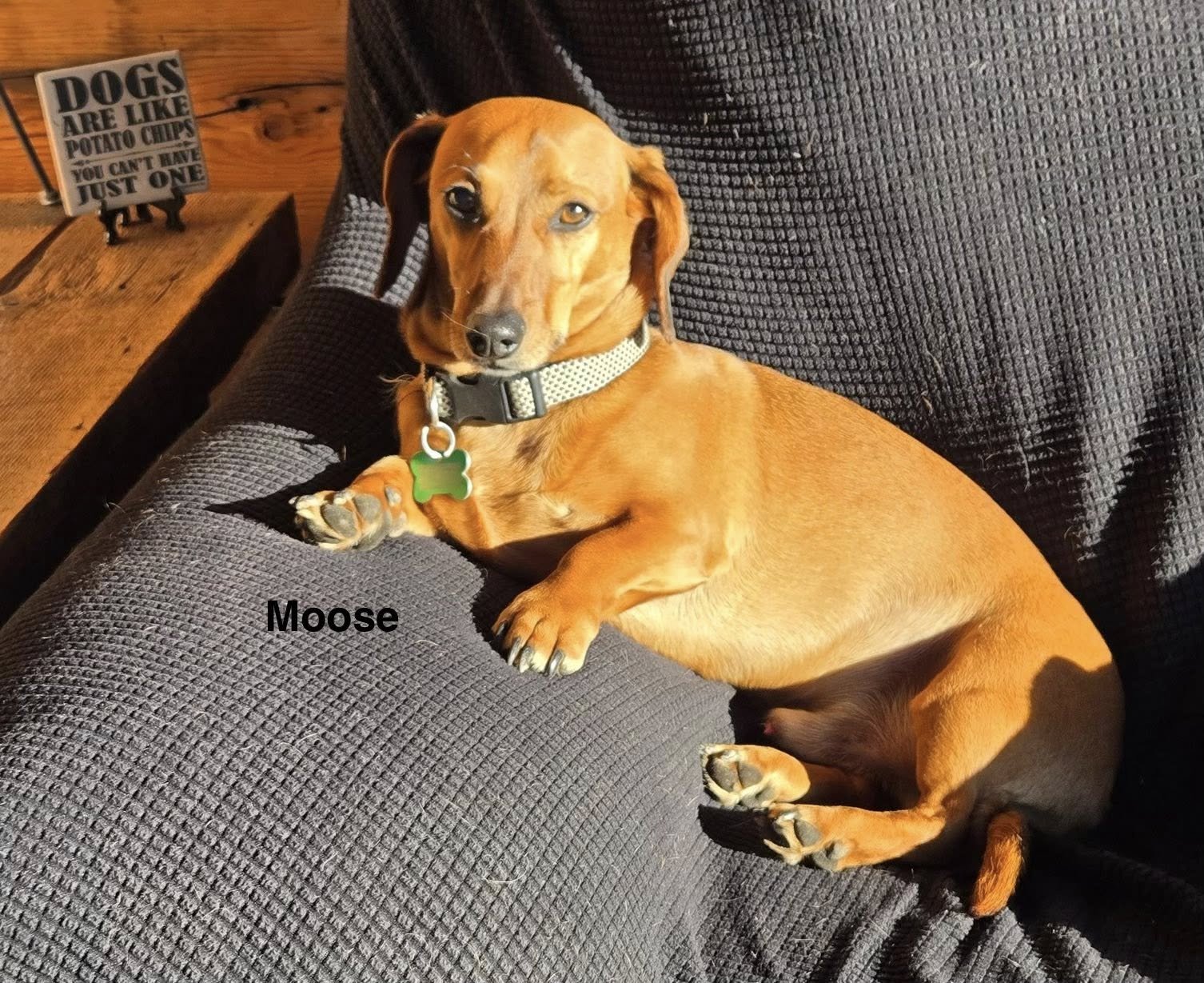 MOOSE - Dachshund / Cattle Dog for adoption in Sioux Falls