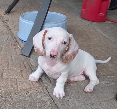 TATER - Dachshund for adoption in Sioux Falls