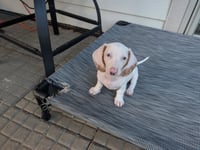 Tater - Photo 2