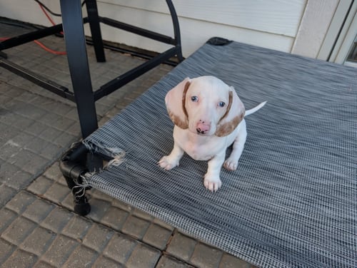 TATER - Dachshund available for adoption