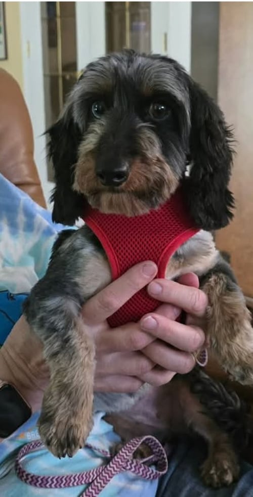 LOLA - Dachshund available for adoption