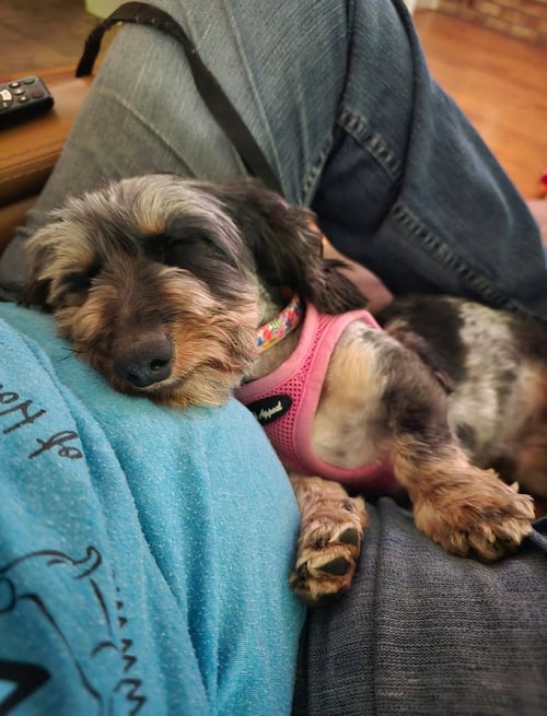 LOLA - Dachshund available for adoption