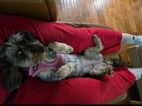 Lola - Photo 3