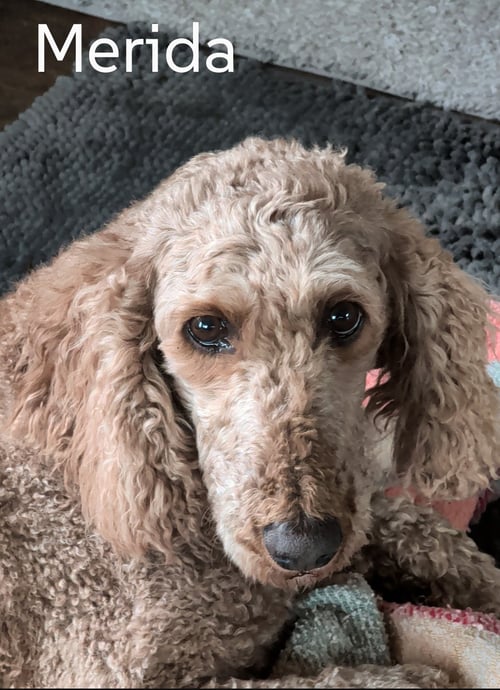 MERIDA - Poodle (unknown type) for adoption in Sioux Falls