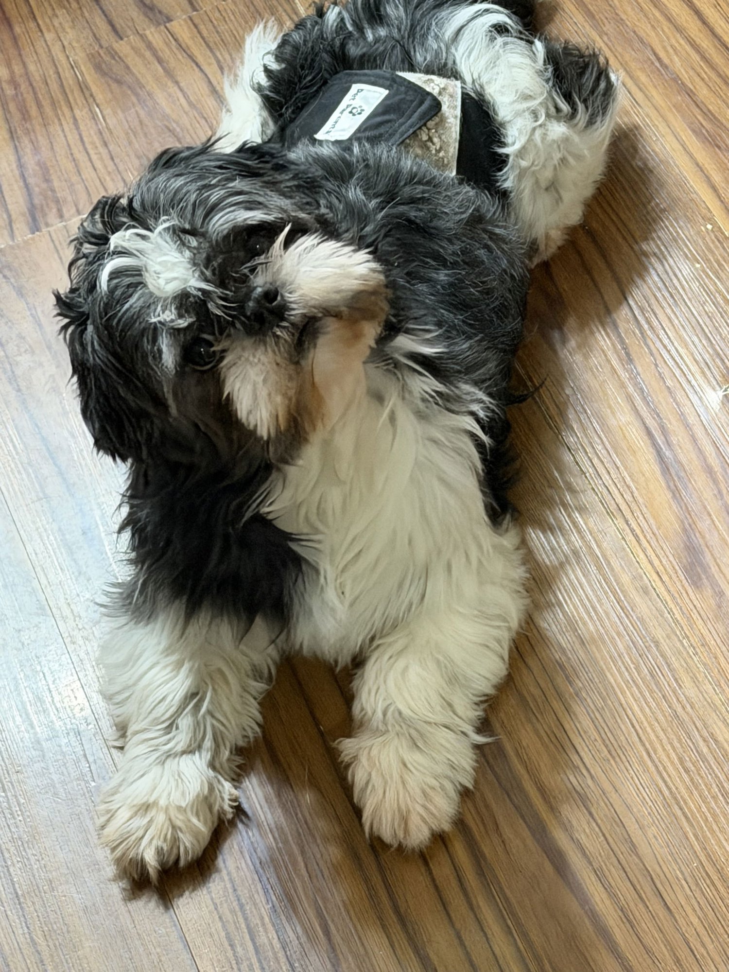 CURLY - Shih Tzu for adoption in Sioux Falls