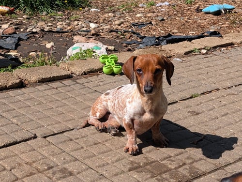 SPLASH - Dachshund for adoption in Sioux Falls