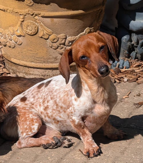SPLASH - Dachshund available for adoption