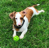 Max - Photo 1