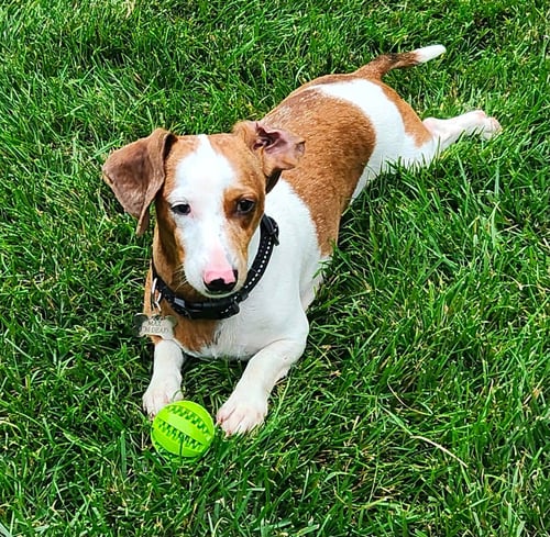 MAX - Dachshund for adoption in Sioux Falls