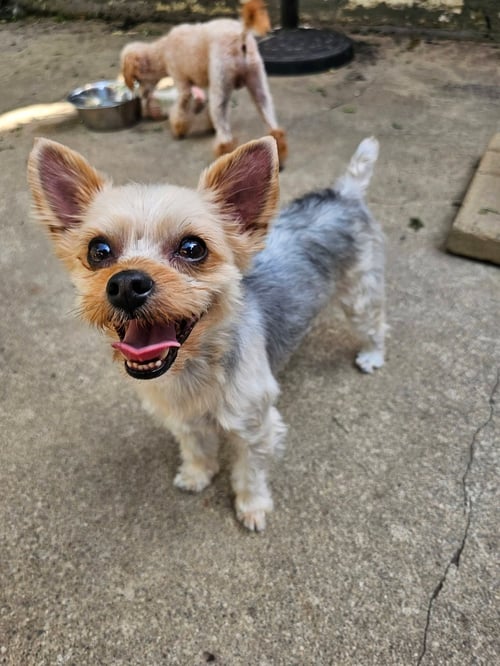 BRETT - Yorkshire Terrier Yorkie available for adoption