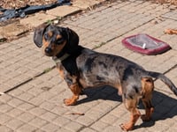 Buster and King Louie - Photo 1