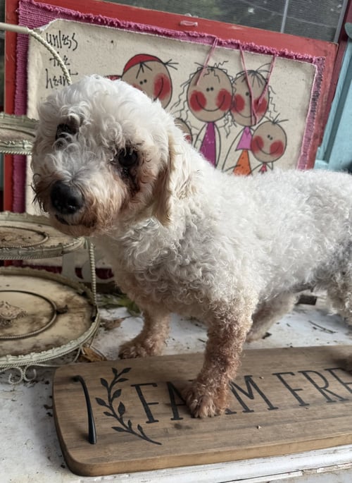 CYNTHIA - Bichon Frise for adoption in Sioux Falls