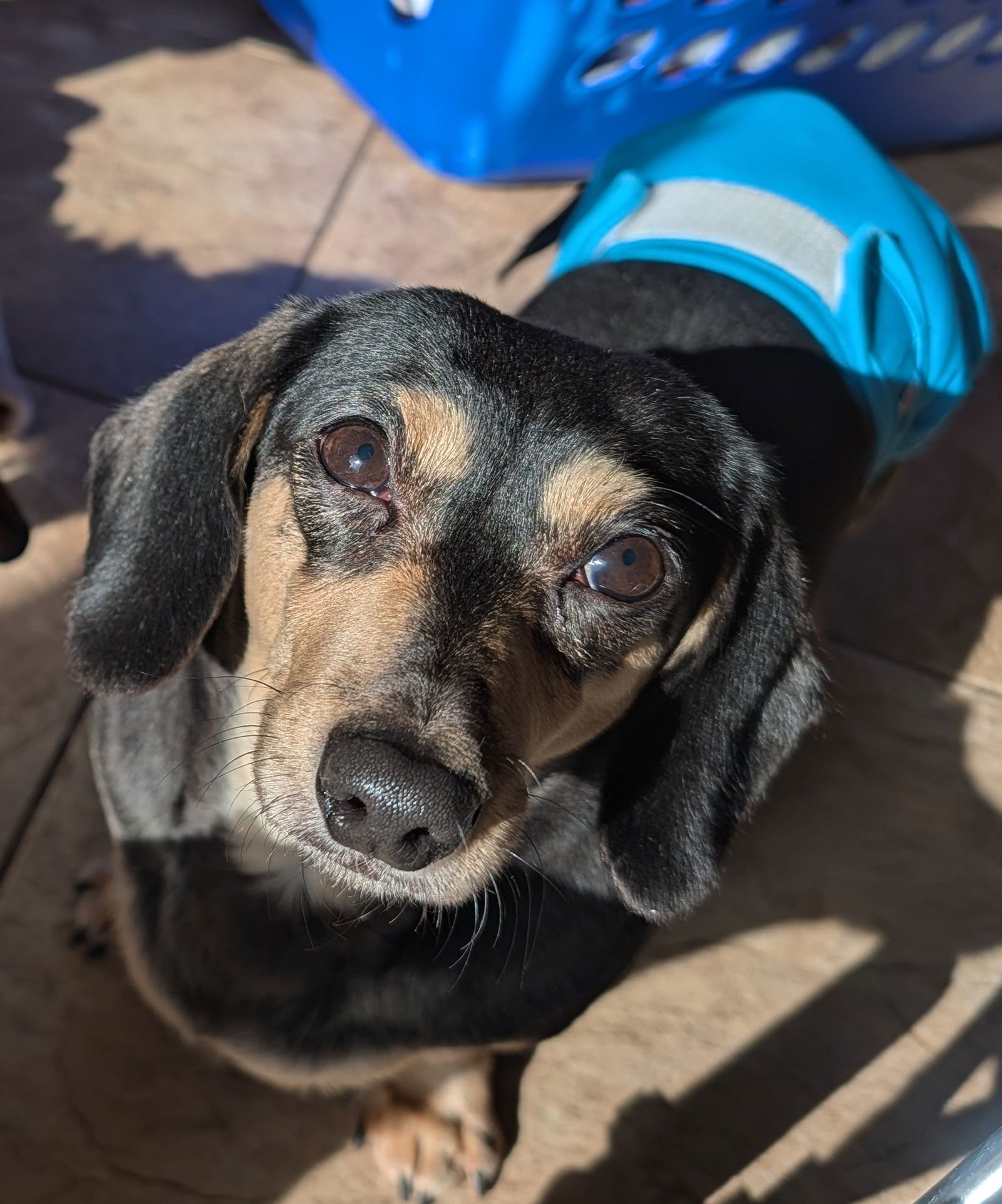 CLAIR - Dachshund available for adoption